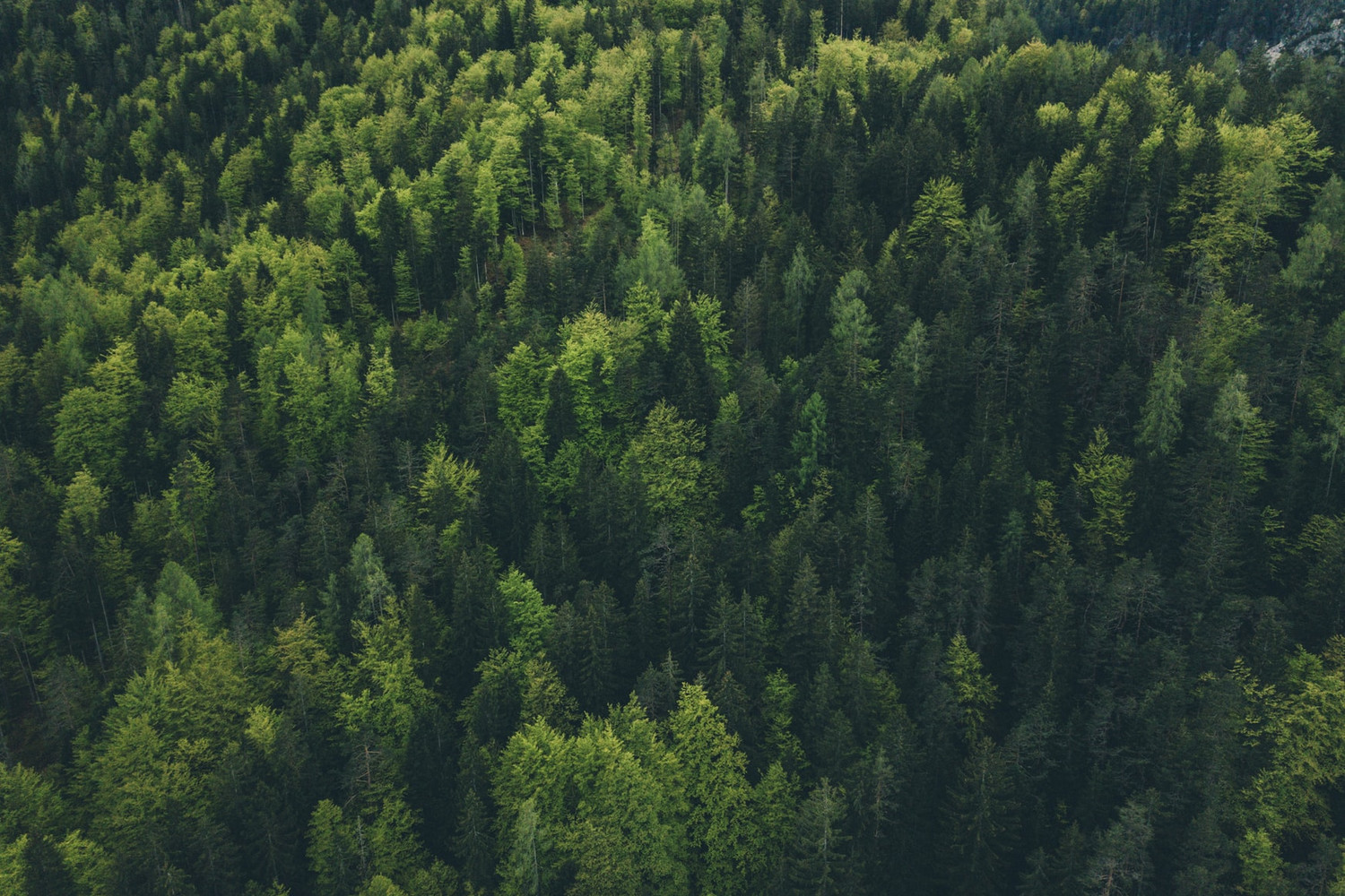 KI generiert: Das Bild zeigt einen dichten Wald von oben, in dem vor allem grüne, teils dunklere Nadel- und Laubbäume zu sehen sind. Die Baumkronen ergeben ein abwechslungsreiches Muster aus verschiedenen Grüntönen.