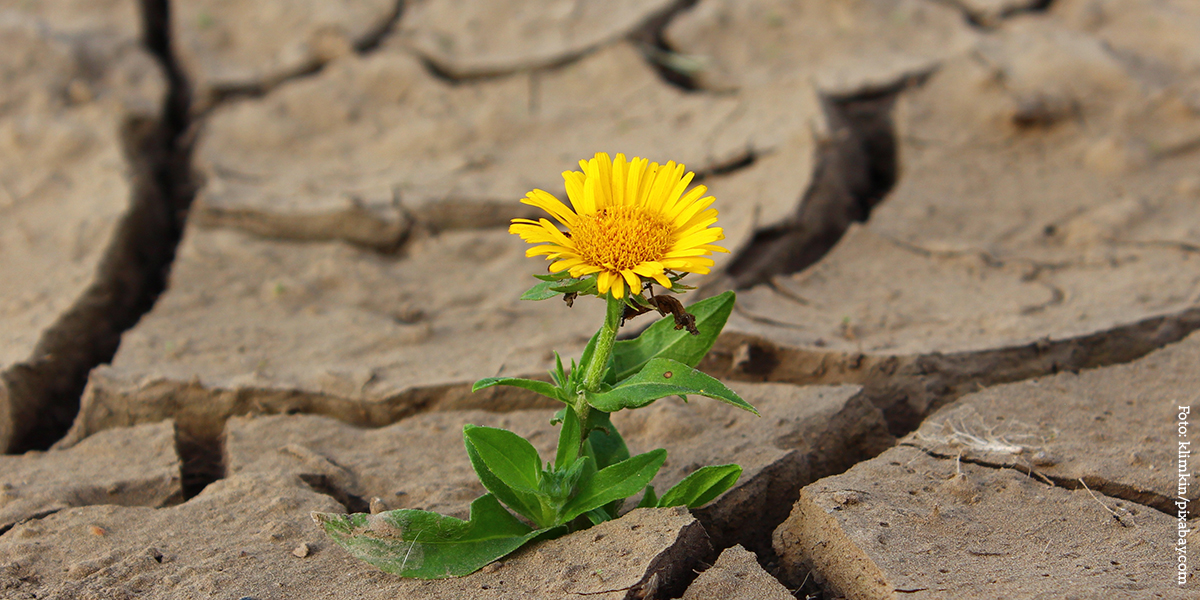 KI generiert: Das Bild zeigt eine gelbe Blume, die aus trockener, rissiger Erde wächst und sich trotz der kargen Umgebung dem Leben stellt. Der Kontrast zwischen der lebendigen Blume und dem trockenen Boden betont das Thema Überlebenskraft und Hoffnung.