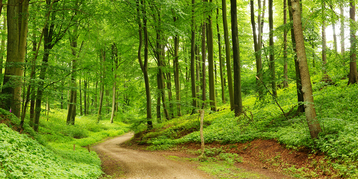 KI generiert: Das Bild zeigt einen grünen Wald mit hohen Bäumen und einem schmalen Pfad, der sich durch das Bild schlängelt. Die Umgebung wirkt ruhig und einladend für Spaziergänge.