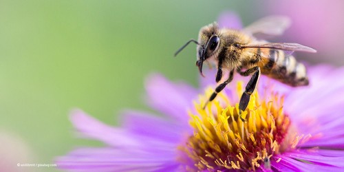 KI generiert: Das Bild zeigt eine Biene, die auf einer violetten Blüte Nektar sammelt. Der Hintergrund ist unscharf, was den Fokus auf die Biene und die Blüte lenkt.