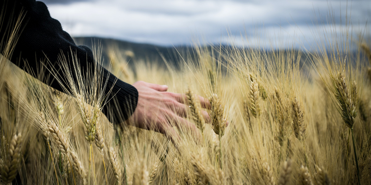 KI generiert: Das Bild zeigt eine Hand, die über ein Weizenfeld streicht. Der Fokus liegt auf den goldenen Getreideähren und der Berührung der Hand mit diesen.
