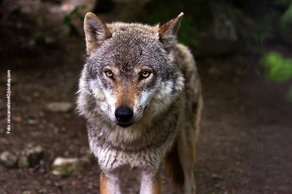 Ein Wolf steht im Wald. 