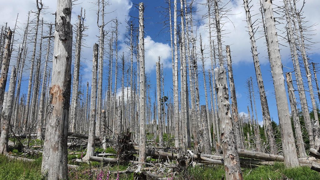 KI generiert: Das Bild zeigt einen Wald mit abgestorbenen Bäumen, die kahl und trocken sind. Der Himmel ist blau mit einigen Wolken, und der Boden ist teilweise mit grünem Gras bedeckt.