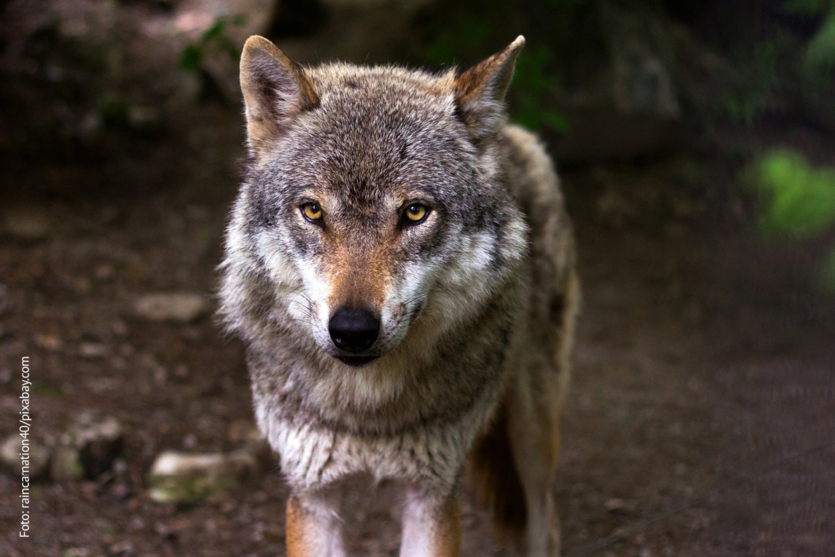 Ein Wolf steht im Wald. 