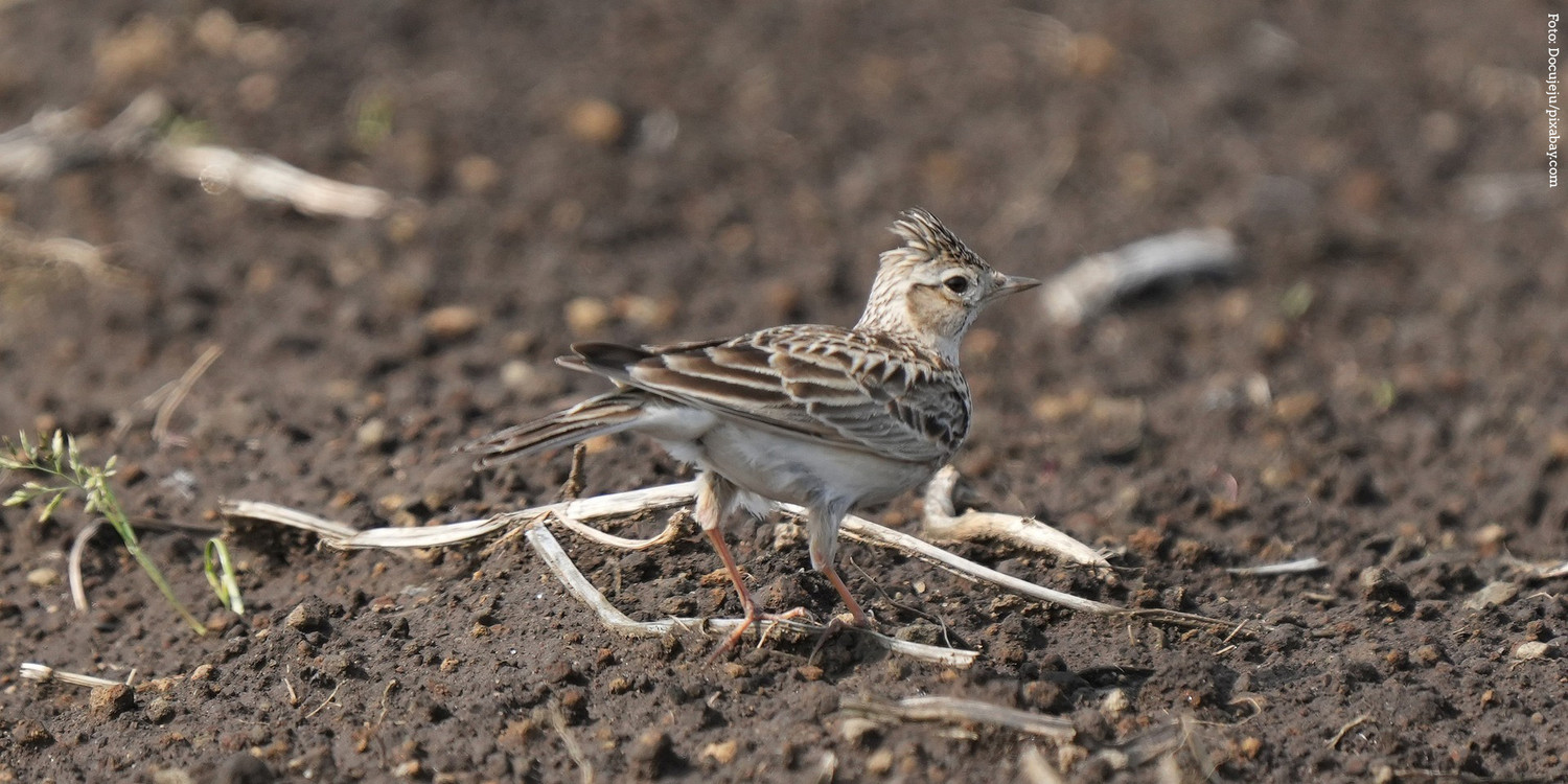 KI generiert: Auf dem Bild ist eine Feldlerche in einem erdigen Gelände zu sehen. Der Vogel hebt sich durch sein braun gesprenkeltes Gefieder vom Hintergrund ab.