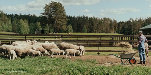 KI generiert: Das Bild zeigt eine Person, die auf einer Weide eine Schubkarre mit Heu zu einer Schafherde schiebt. Im Hintergrund sind ein Zaun und ein Wald zu sehen.